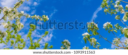 Beautiful spring floral background with branches of blossoming cherry, selective focus. Frame of white cherry or apple flowers in spring close-up macro on a turquoise background outdoors in nature.