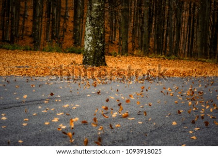 running leaves on the path