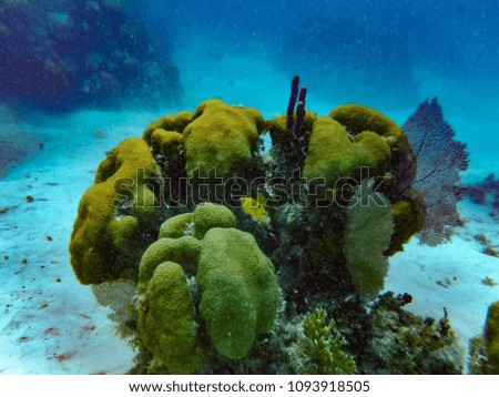 Underwater picture of coral with fish