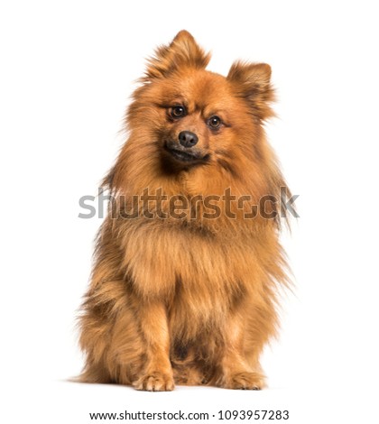 Keeshond dog looking at camera against white background