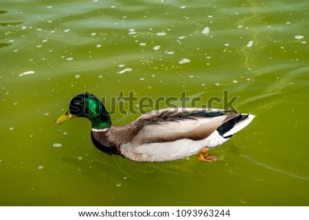 The duck swimming in the pool of Mirabell gardens.