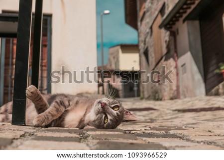 Cat's lifestyle in Italy, Rasiglia, Italy, 2018