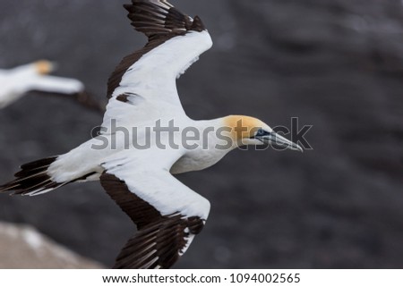 Gannet Birds in Flight