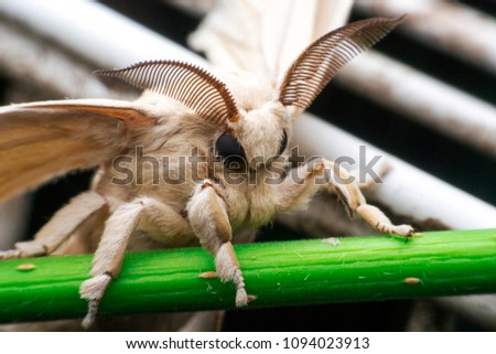 moth Butterfly, Bombyx mori, in the Bombycidae family. Royalty-Free Stock Photo #1094023913