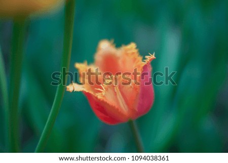 One bright yellow-red Tulip on a green background. Spring background.