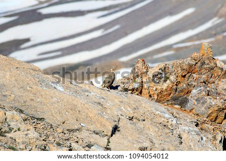 Caspian Snowcock. Mountain background