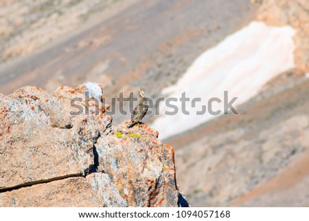 Partridge. Caspian Snowcock. Mountain background.
