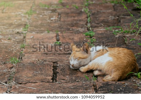 A brown stray cat sleeping on an old brick floor