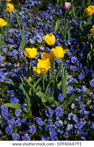 Salzburg Mirabellgarten in spring, tulips yellow in the sun