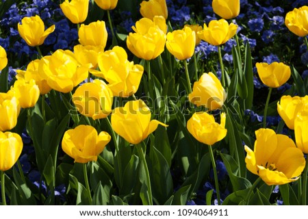 yellow tulips, Salzburg Mirabellgarten, beautiful day 
