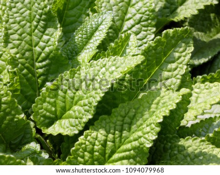 Macro photograph of sunny green leafs  in the city garden in Pfaffenhofen, Germany