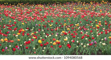 Beautiful colorful tulip fields. Tulips in spring