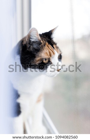 Female cute calico cat closeup of face on windowsill window sill looking staring behind curtains blinds outside by glass