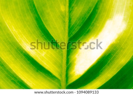 Green leaves affect sunlight.