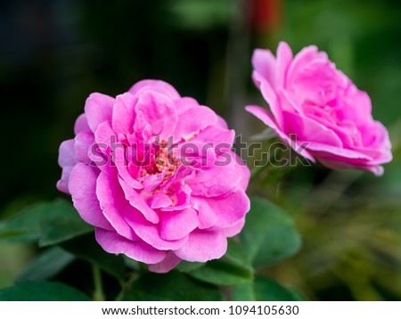 Pink of Damask Rose flower. (Rosa damascena)