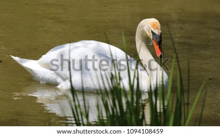 male mute swan