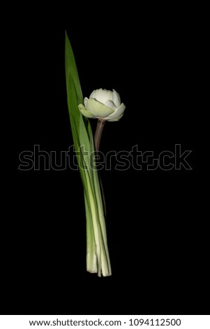 White lotus In black Background .
