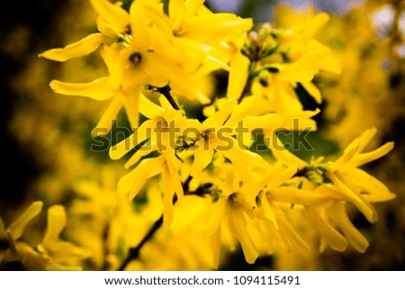 Yellow flowering bushes in the spring. Decoration of streets.