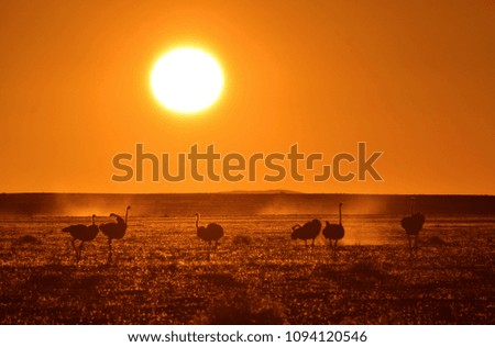Ostrichs at sunset in the Namib desert (Namibia)