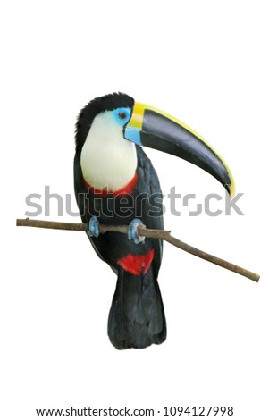 Channel-billed toucan (Ramphastos vitellinus), isolated on white background