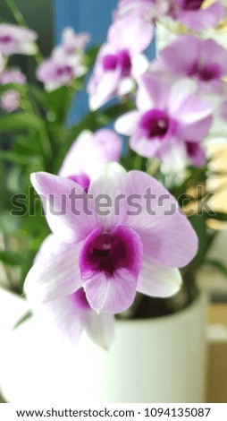 pink orchid flower and green leaves