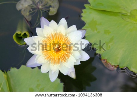 Great Water Lilies by pond.