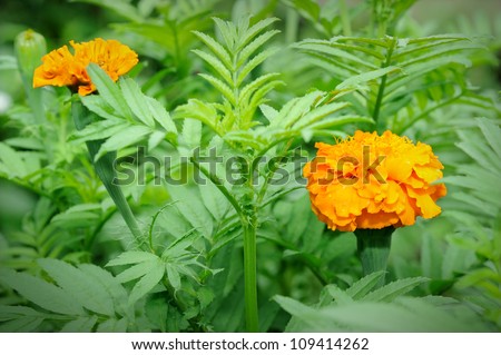 Close up of French marigold (Tagetes patula L.), selective focus.