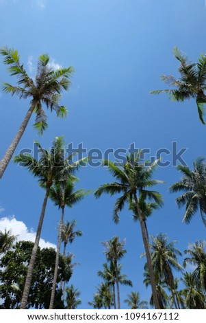 Coconut and sky backgrounds give a sense of the sea. Sandy beaches and cool breezes are relaxing.