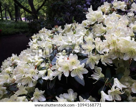 Beautiful white flowers of Azalea Japonica Palestrina (Rhododendron Palestrina).
Rhododendron is a woody plant either evergreen or deciduous in the heath family Ericaceae.
