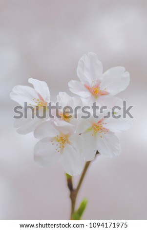Close-up of fully bloomed cherry blossom