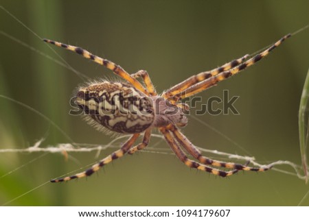 Striped Crusader (Argiope bruennichi) is a subtropical spider from the Mediterranean.