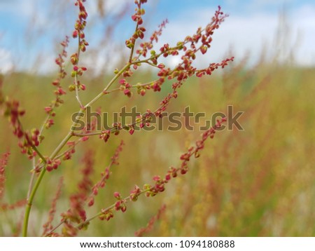 Red bluming rass in the field on a sunny day. Cloudy blue sky. Shallow depth of field