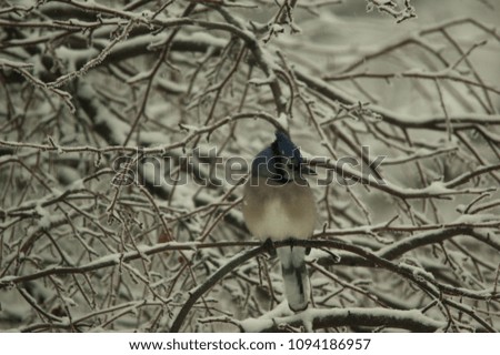 Blue Jay siting in snowy tree, surrounded by snowy branches, puffed up against the cold.