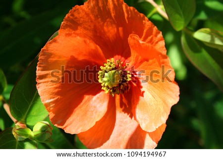 Orange flower head of a poppy and a leaf bud on the left below.