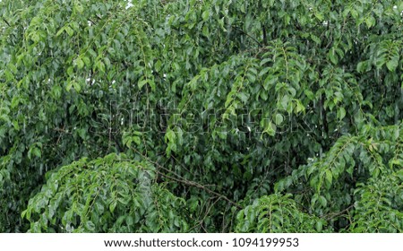 Summertime Rain on Green Branches -  Photograph of a summertime rain against a background of green tree branches.  Some blurring from motion of the wind. Good background for text. 