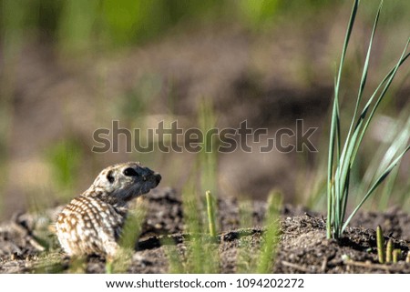 Thirteen-lined Ground Squirrel, aka striped gopher, leopard ground squirrel, squinney, in its home territory in Alamosa National Wildlife Refuge in southern Colorado