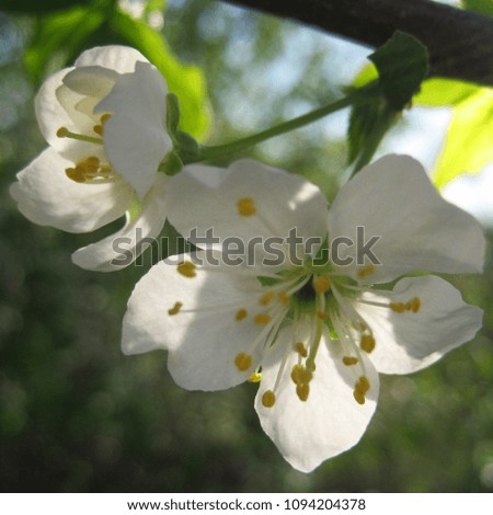 delicate white flowers of cherry tree