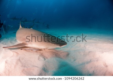 Picture shows a lemon shark at the Bahamas