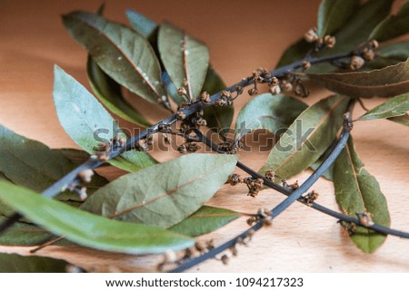 Photograph of some dried laurel leaves.