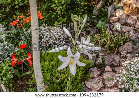 High large white Lily under the tree, among other flowers in the courtyard.
