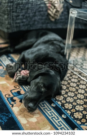 Photograph of a dog lying on the house carpet.