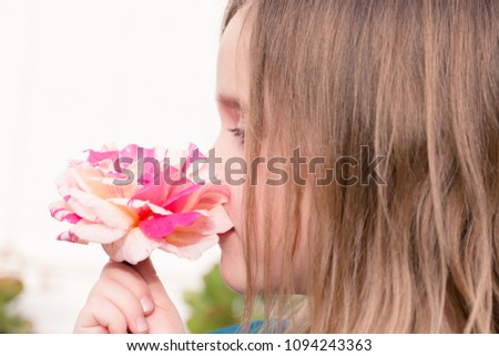 Child's hand is holding a beautiful pink and white blossoming spring rose.