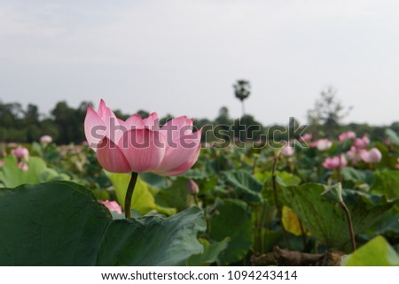Beautiful lotus flower, Nelumbo nucifera or lily in the pond