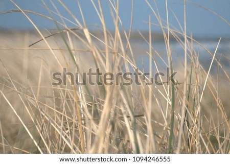 Close up on grass being blown in the wind
