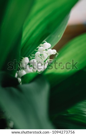 fresh lilies of the valley with large leaves in a glass vase are on the windowsill. country flowers from the farm. desktop Wallpapers and holiday cards