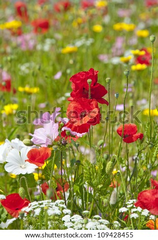 meadow with poppies