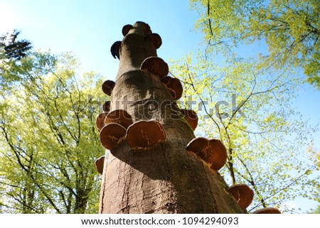 Fungi's growing on the bald tree, picture taken in the Netherlands, state Drenthe