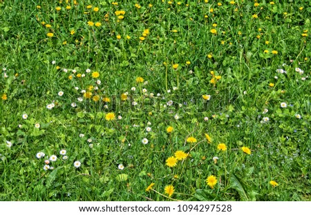 Beautiful green meadow with nice chamomile and yellow dandelions. Wonderful rural landscape. Amazing meadow with wildflowers. Summer countryside environment. Green pasture. Herbs 
