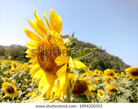 A lot of sunflowers at the field blooming against sunshine in summer