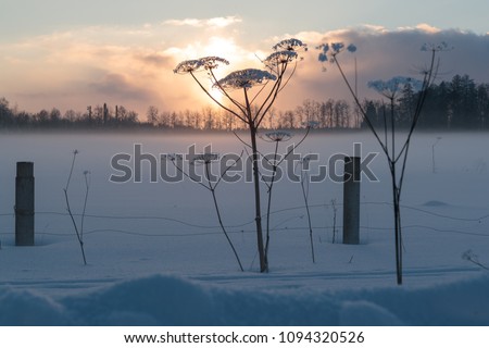 dry hogweed in winter on a sunset background